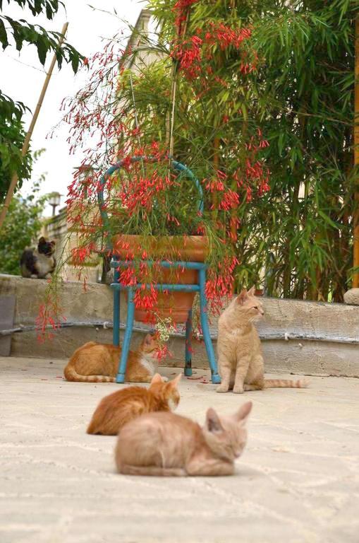 Hostal Faith'S Stone House Simou Exterior foto